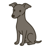 イタリアングレーハウンドのフリーイラストです