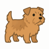 ノーフォークテリアのフリーイラストです