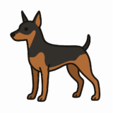 ミニチュアピンシャーのフリーイラストです