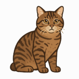 ピクシーボブのイラストです（背景透過png）