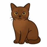 バーミーズのイラストです（背景透過png）