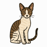 コーニッシュレックスのイラスト（背景透過png）