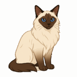 バリニーズのイラストです