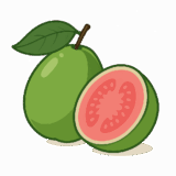 グアバのイラストです（背景透過png）