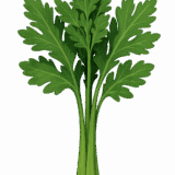 春菊のイラストです（背景透過png）