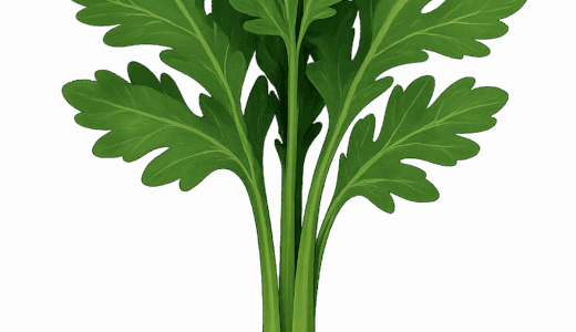 春菊のイラスト