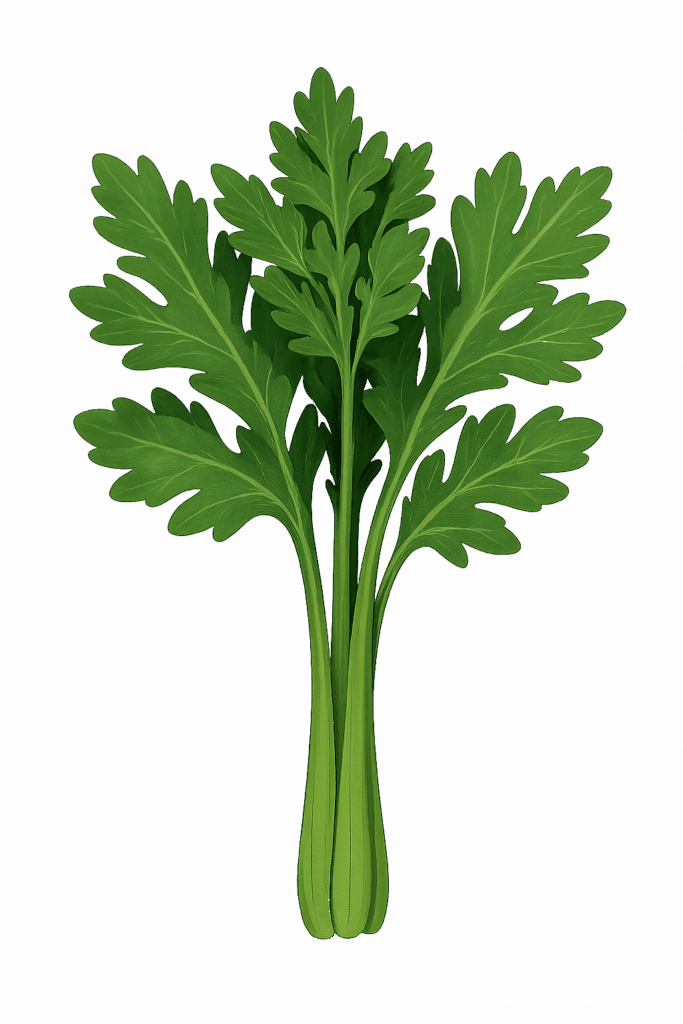 春菊のイラストです（背景透過png）