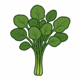 クレソンのイラストです（背景透過png）