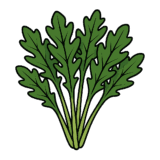 ルッコラのイラストです（背景透過png）