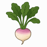 カブのイラスト（背景透過png）です