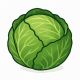 キャベツのイラストです（背景透過png）
